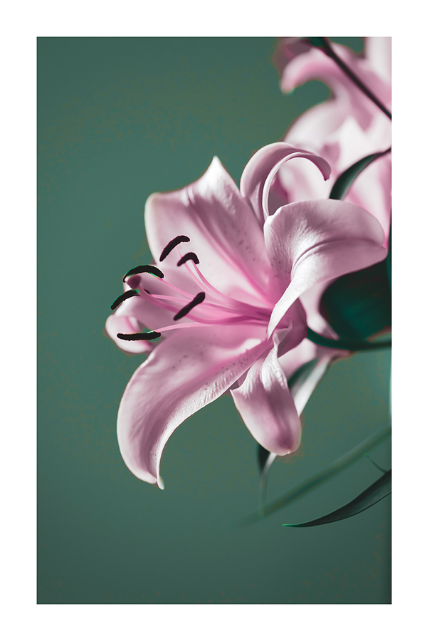 Pink Lily Detail Poster