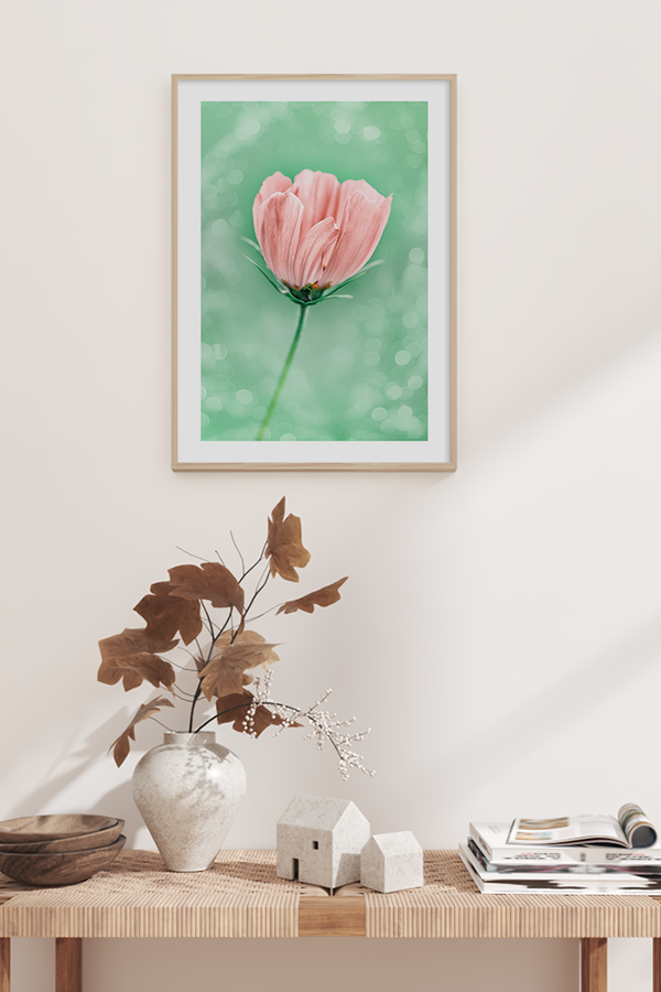 Cosmos Flower Poster