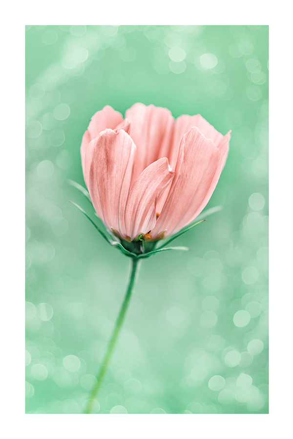 Cosmos Flower Poster