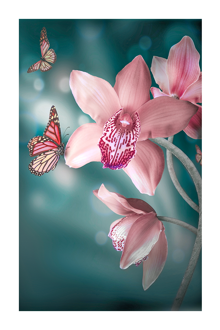 Butterfly in Orchid Poster