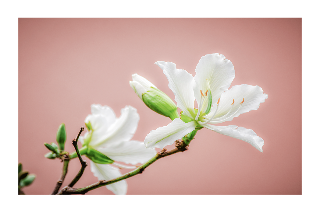 White Lily Poster