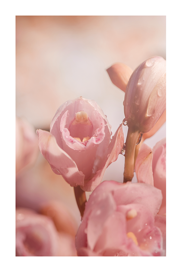 Pink Bud Close Up Poster