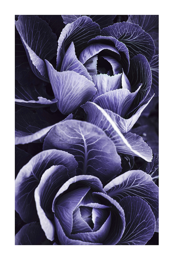 Purple Flower Petal Poster