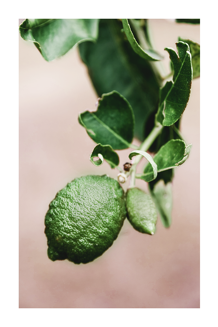Limes Poster