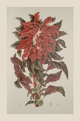 Vintage Amarantus Tricolor Poster