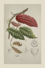 Vintage Cacao Poster