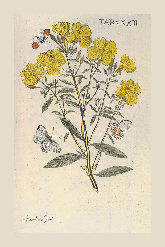 Vintage Yellow Flower Poster