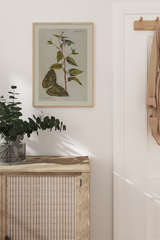 Vintage Butterfly Botanical Poster