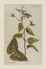 Vintage Butterfly Botanical Poster