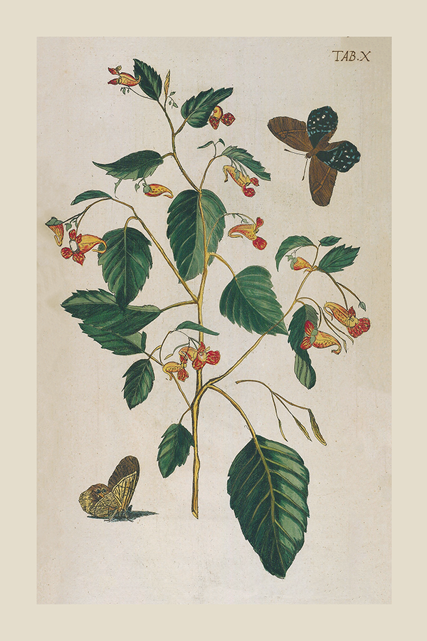 Vintage Botanical Poster