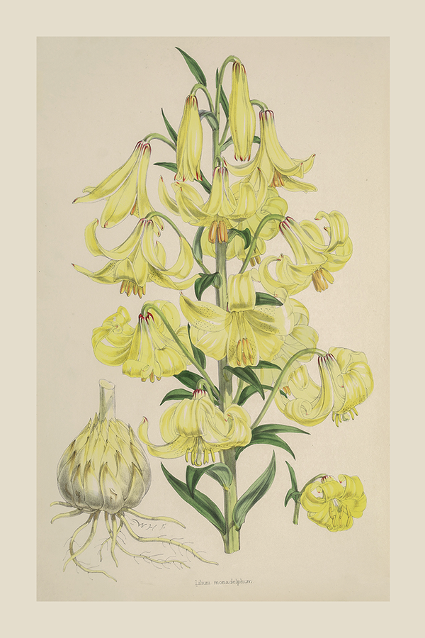 Vintage Yellow Lilium Poster