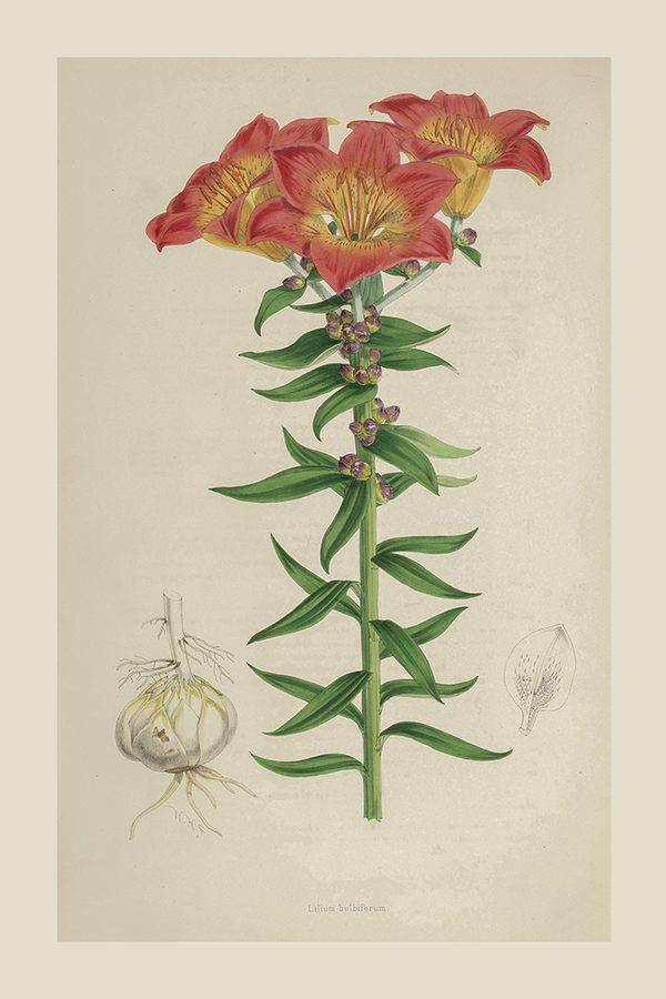Vintage Red Lilium Poster