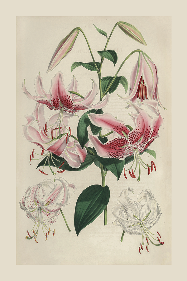 Vintage Pink Lilium Poster