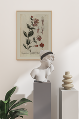 Vintage Caprifolium Poster