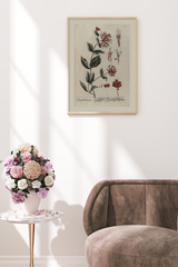 Vintage Caprifolium Poster