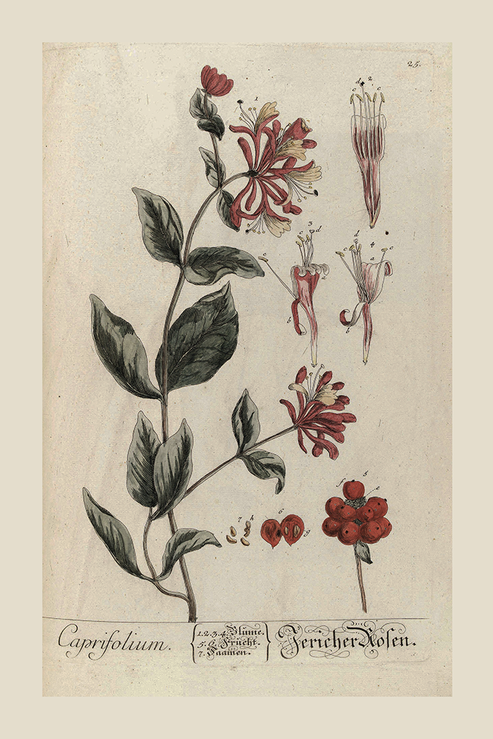 Vintage Caprifolium Poster