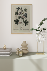 Vintage Malva Vulgaris Poster