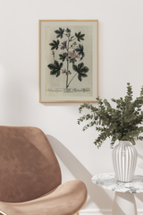 Vintage Malva Vulgaris Poster