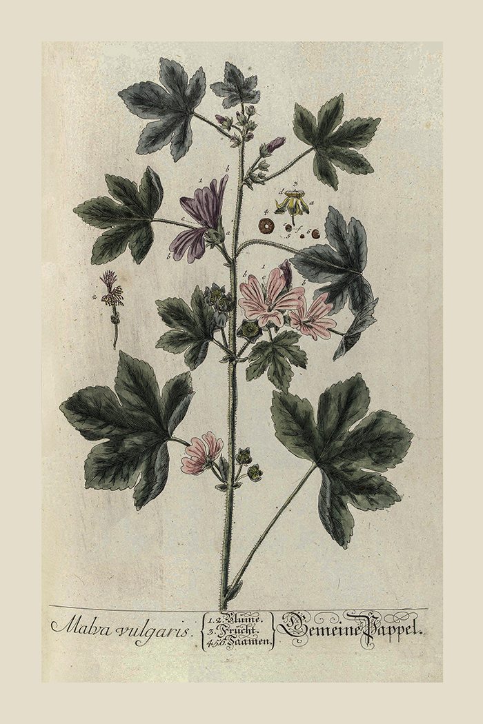 Vintage Malva Vulgaris Poster