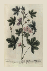 Vintage Malva Vulgaris Poster