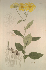 Vintage Daisy Poster