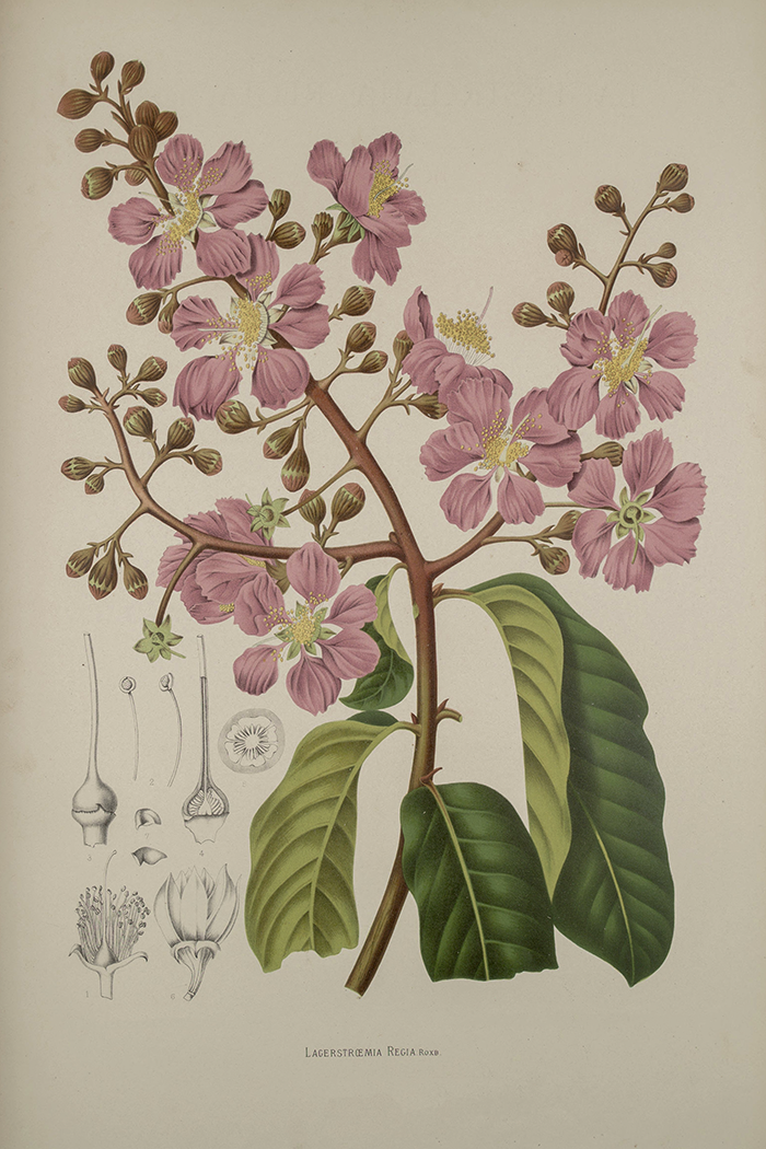 Vintage Lacerstroemia Poster