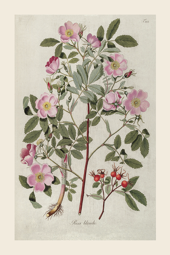Vintage Rosa Blando Poster