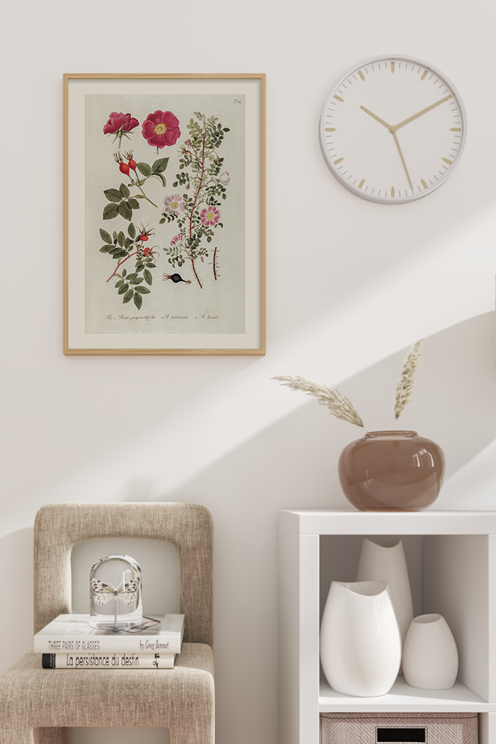 Vintage Pinpinellifolia Poster