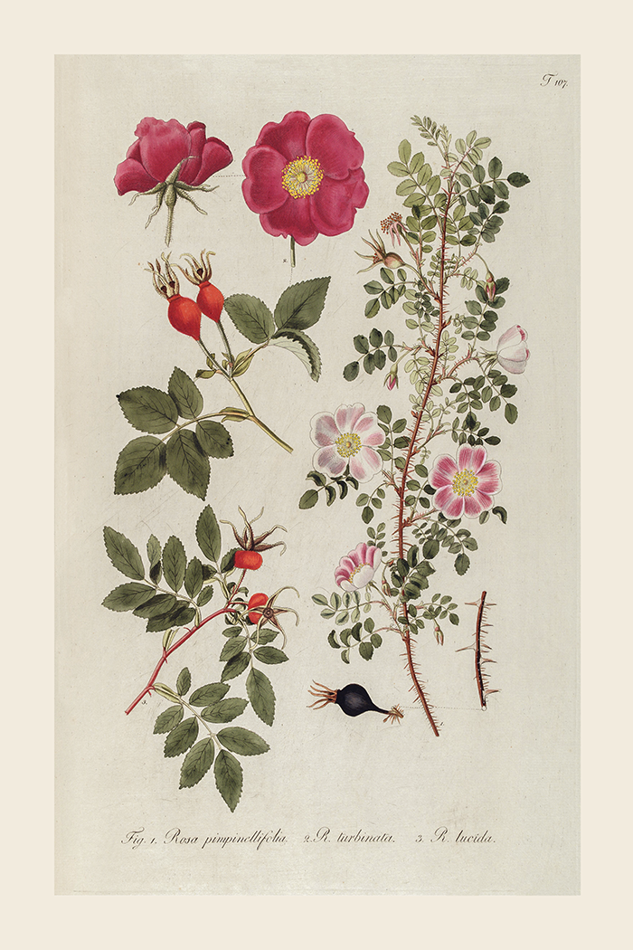 Vintage Pinpinellifolia Poster
