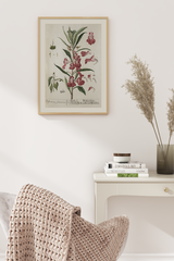 Vintage Evening Primroses Poster