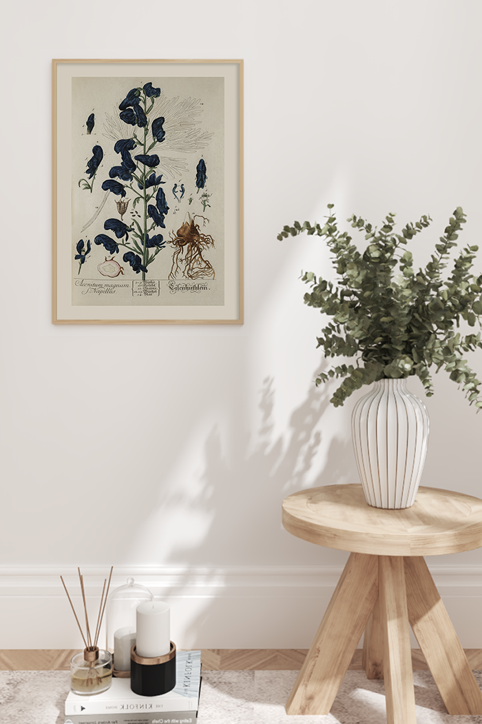 Vintage Aconitum Poster