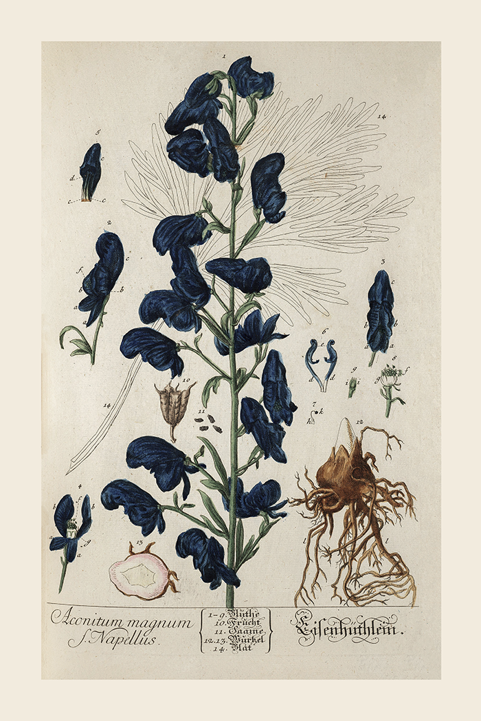 Vintage Aconitum Poster