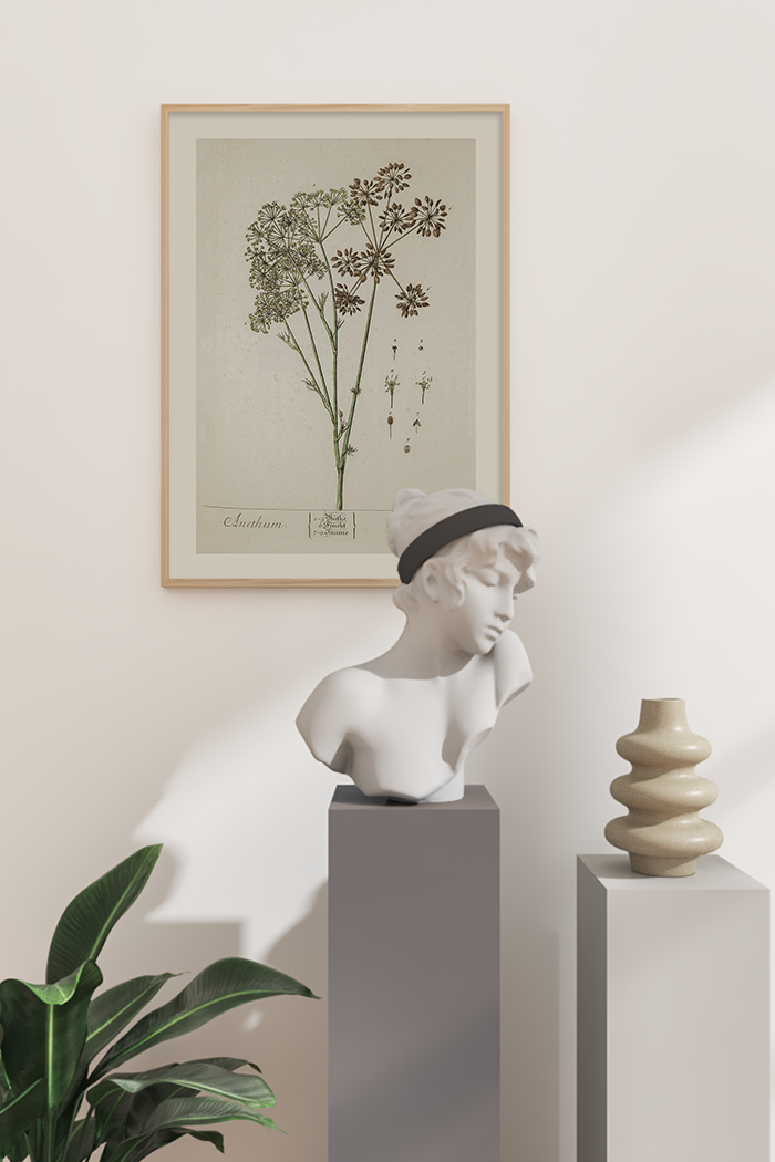Vintage Anethum Poster