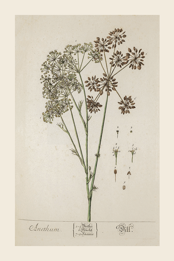 Vintage Anethum Poster