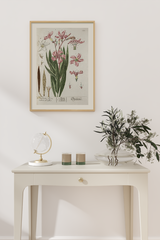 Vintage Aerium Flore Poster