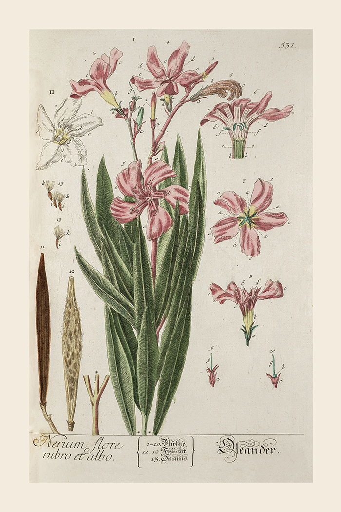 Vintage Aerium Flore Poster