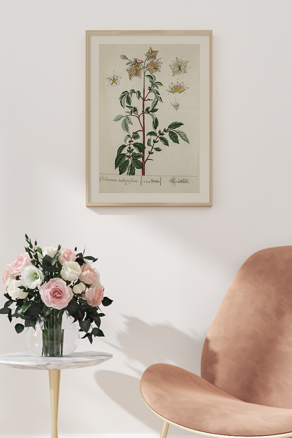 Vintage Solanum Tuberofum Leaf Poster