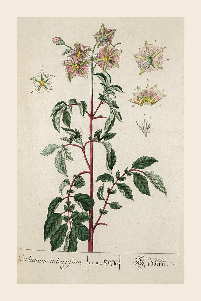 Vintage Solanum Tuberofum Leaf Poster