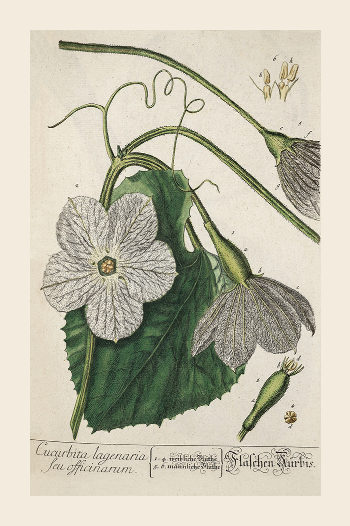 Vintage Cucurbita Lafenaria Poster