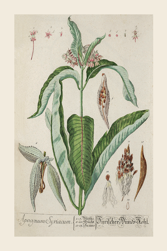Vintage Apocynum Syriacum Poster