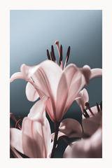 Pink Lily Detail Poster