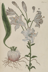 Vintage Lily Poster