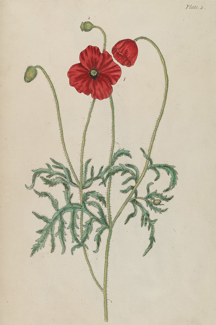 Vintage Cute Flower Poster