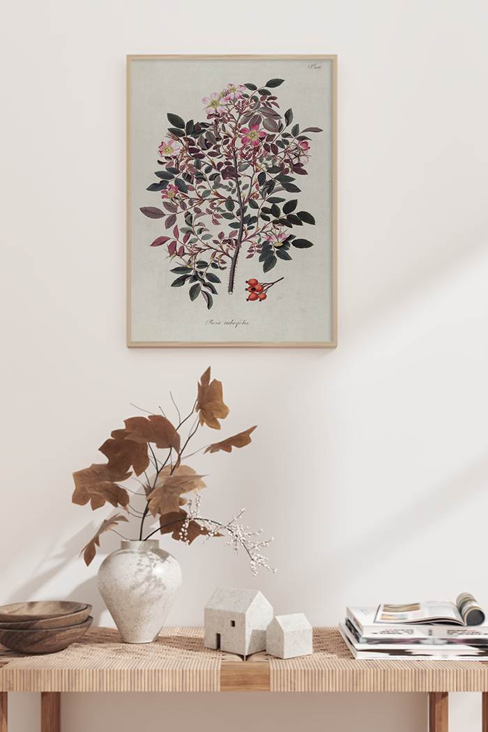 Vintage Rosa Rubryolia