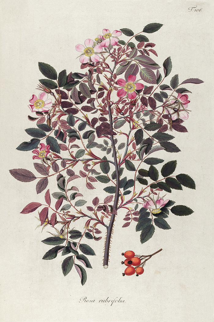 Vintage Rosa Rubryolia