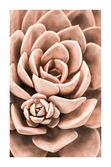 Succulent in Detail Poster
