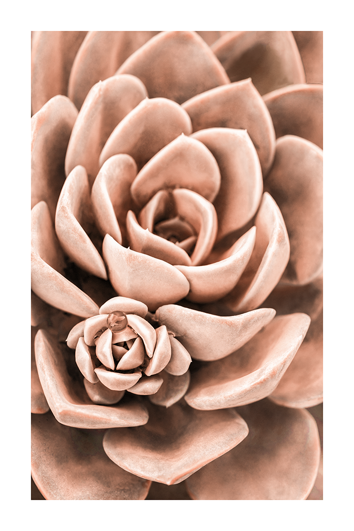 Succulent in Detail Poster