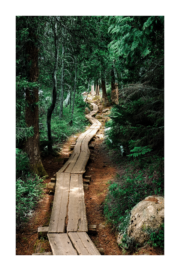 A Path to Forest Poster