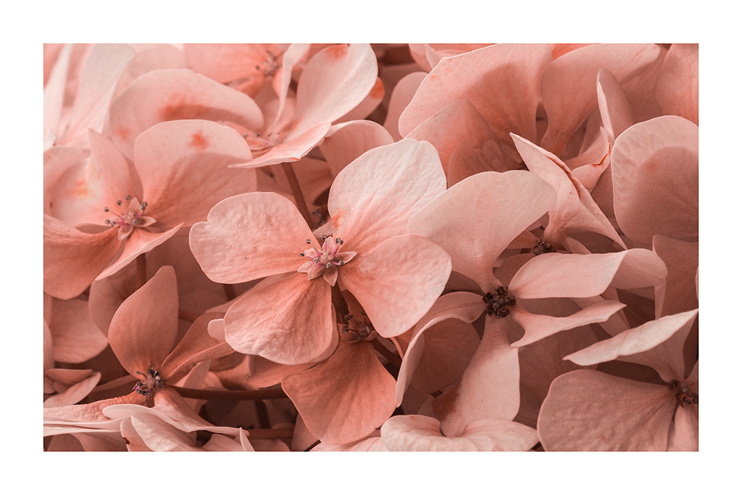 Pink Hydrangea Detail Poster