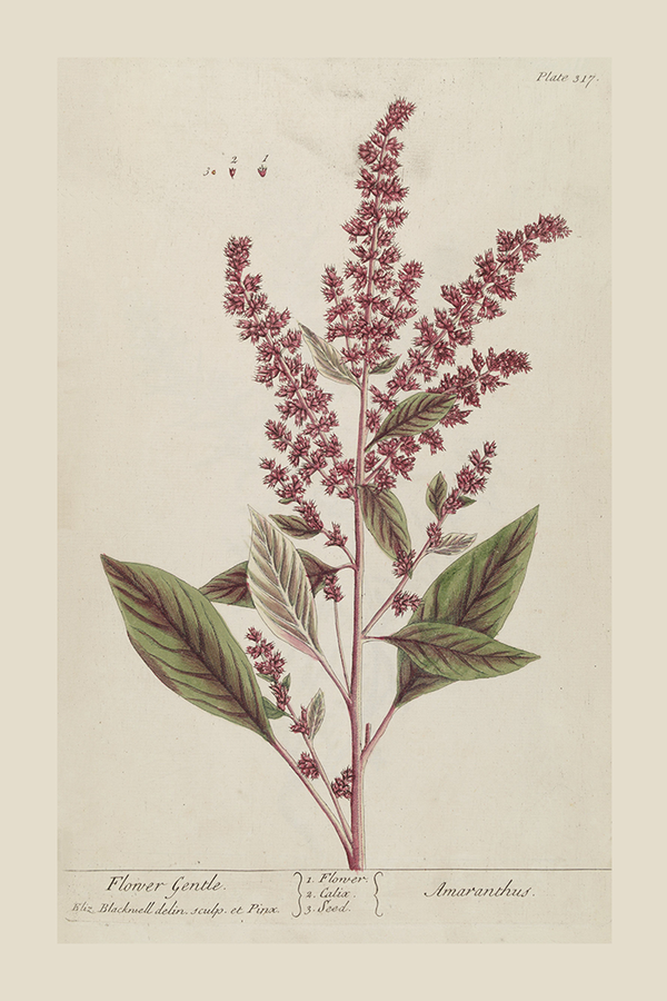 Vintage Amaranthus Poster